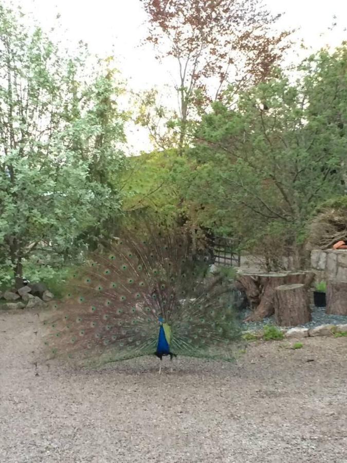 Cosy Cottage For Ecotourism Lovers Near Corwen Εξωτερικό φωτογραφία